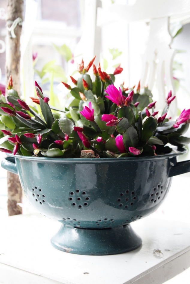 A burst of colour & fragrance with flowers - Top Tips For Viewings